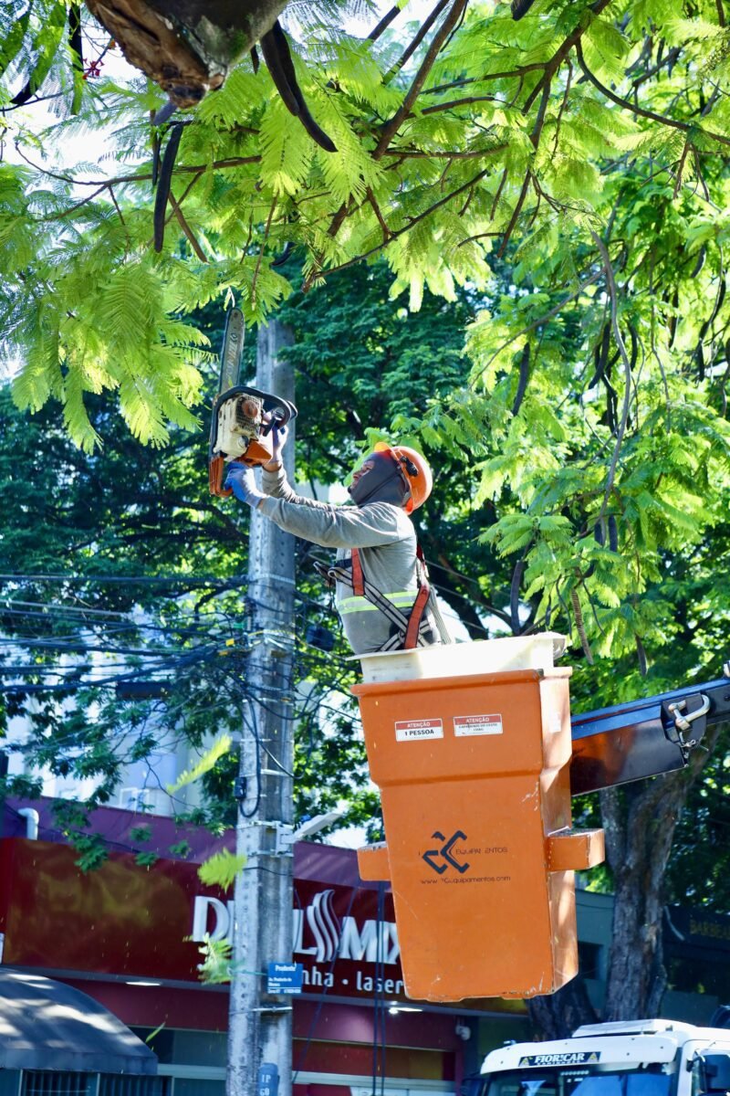 manutenção da arborização
