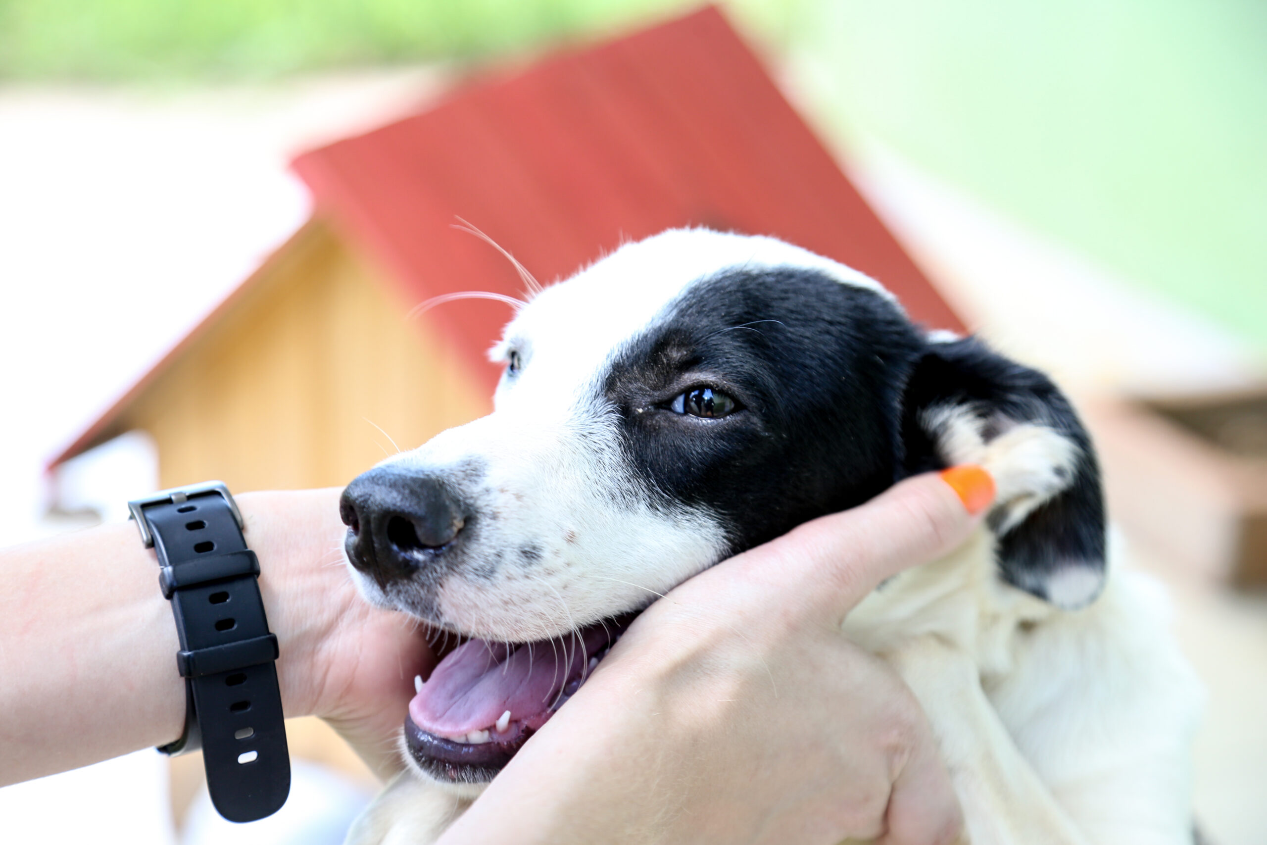 Cachorro sorrindo