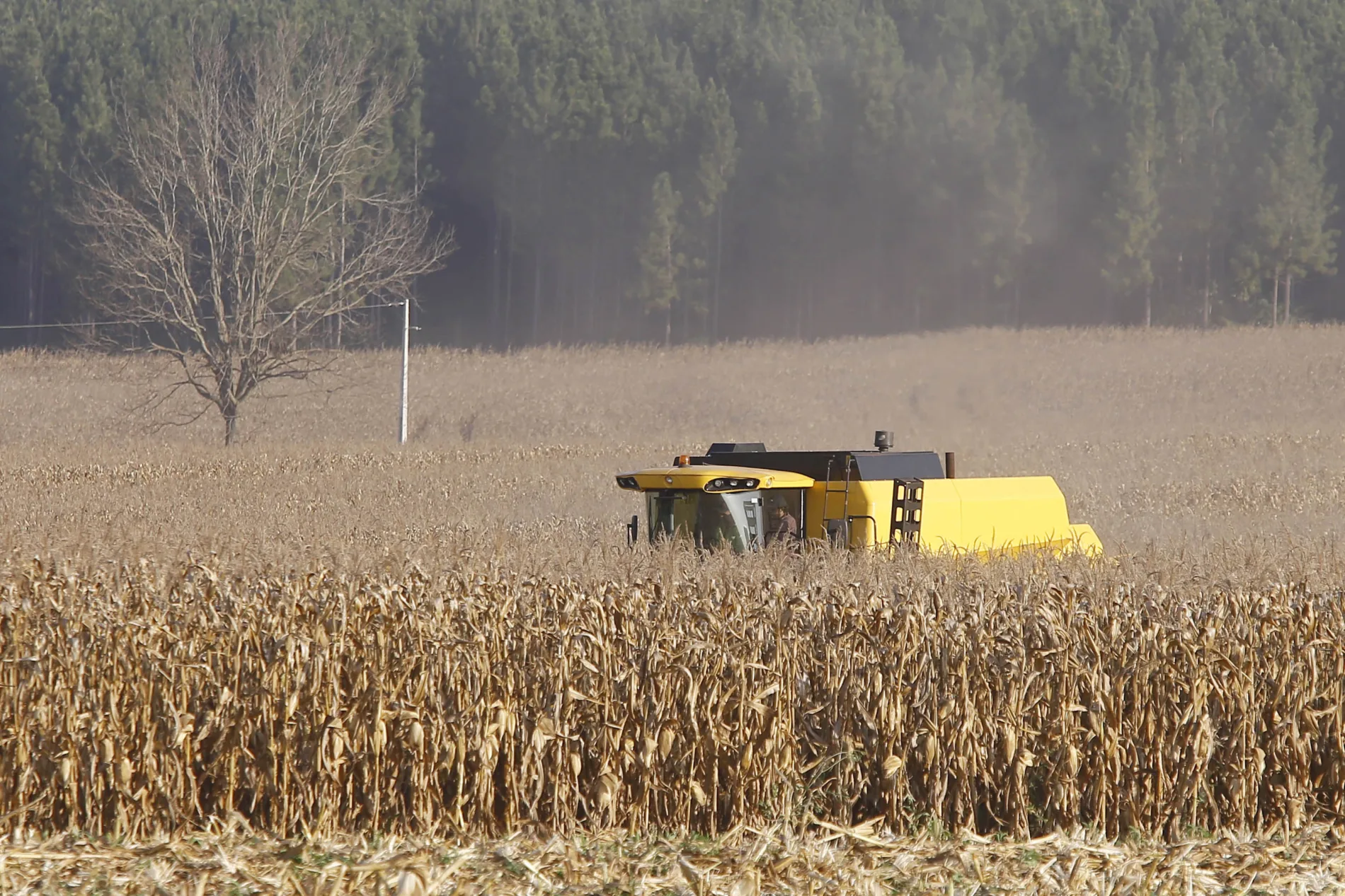 1ª safra de milho pode ter resultado histórico no Paraná; 2ª safra tem chance de recorde