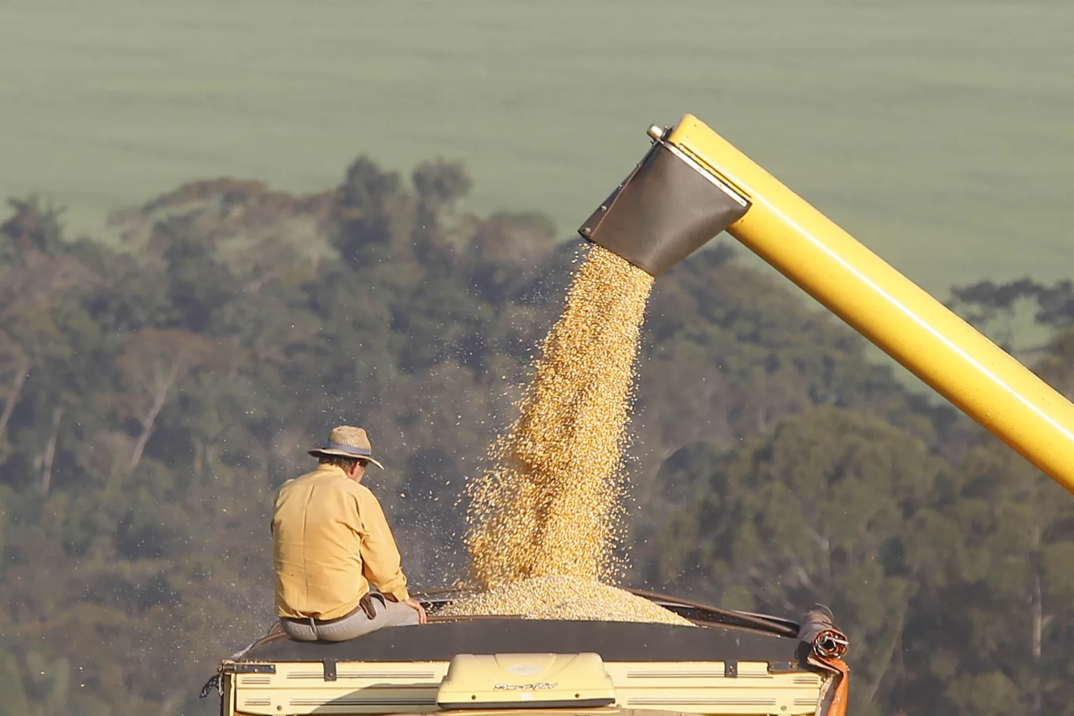 Colheita de milho na região de Campo Mourão