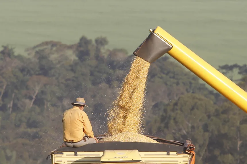 Colheita de milho na região de Campo Mourão