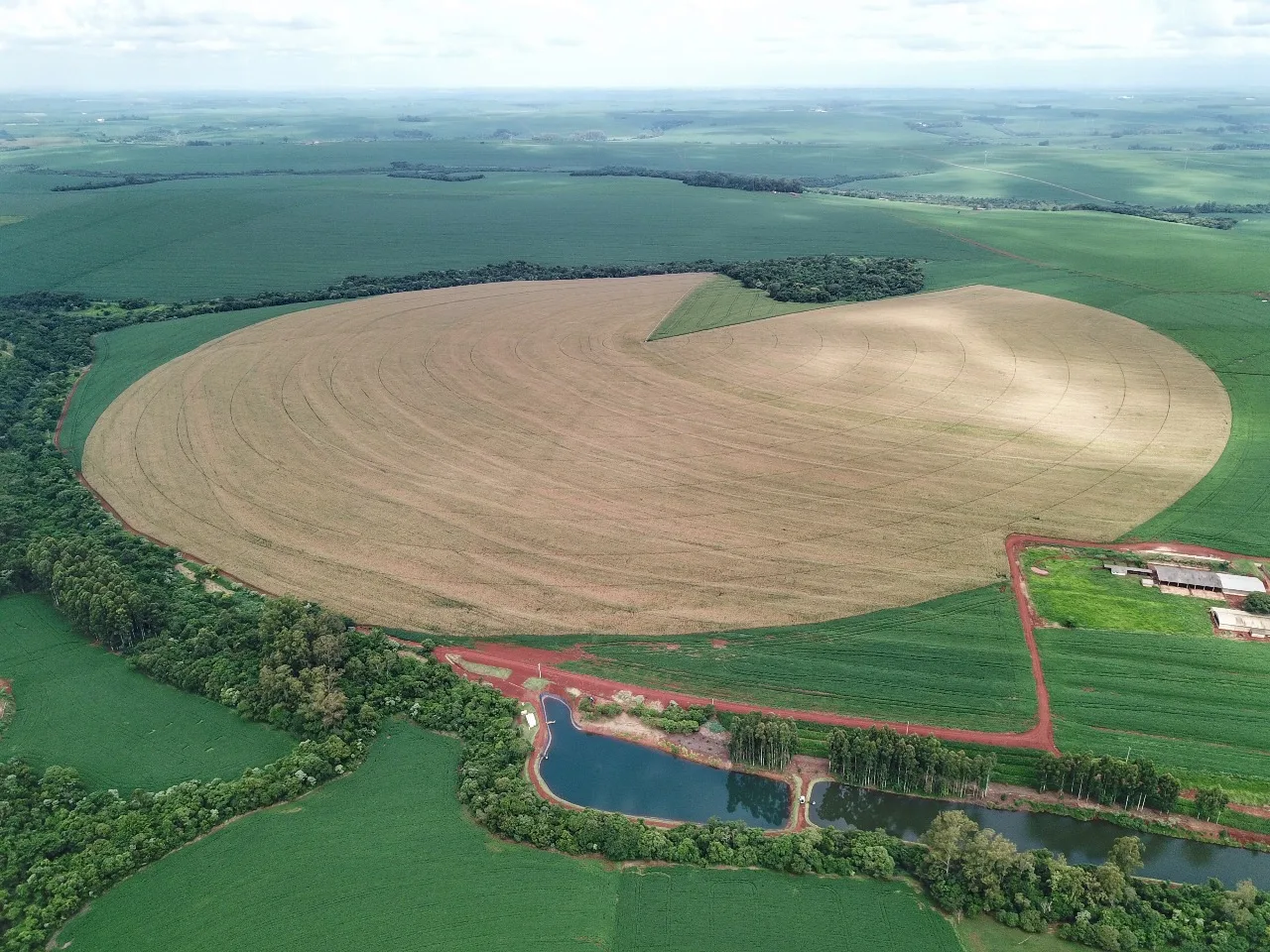 1ª safra de milho pode ter resultado histórico no Paraná; 2ª safra tem chance de recorde