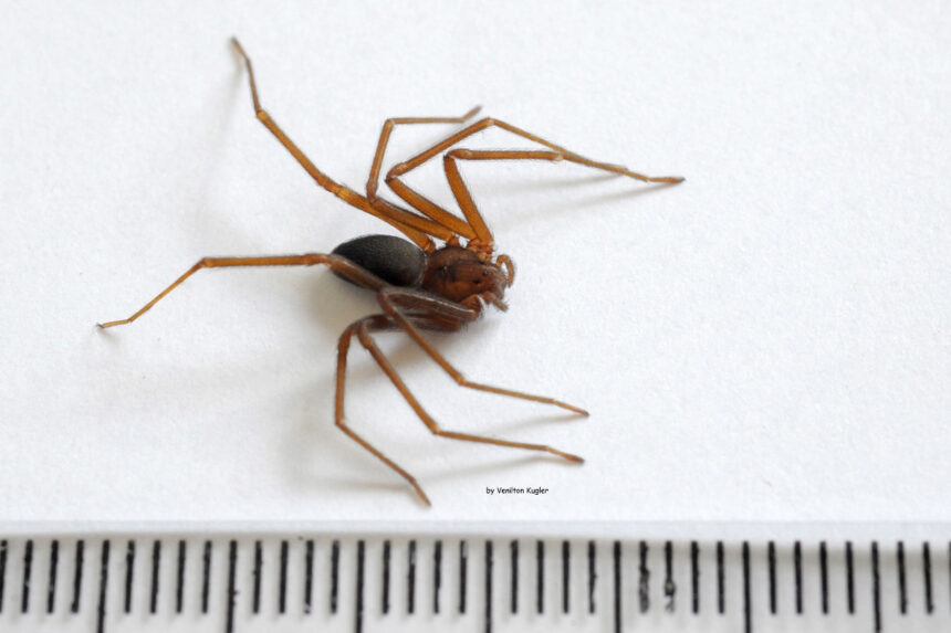 aranha-marrom
