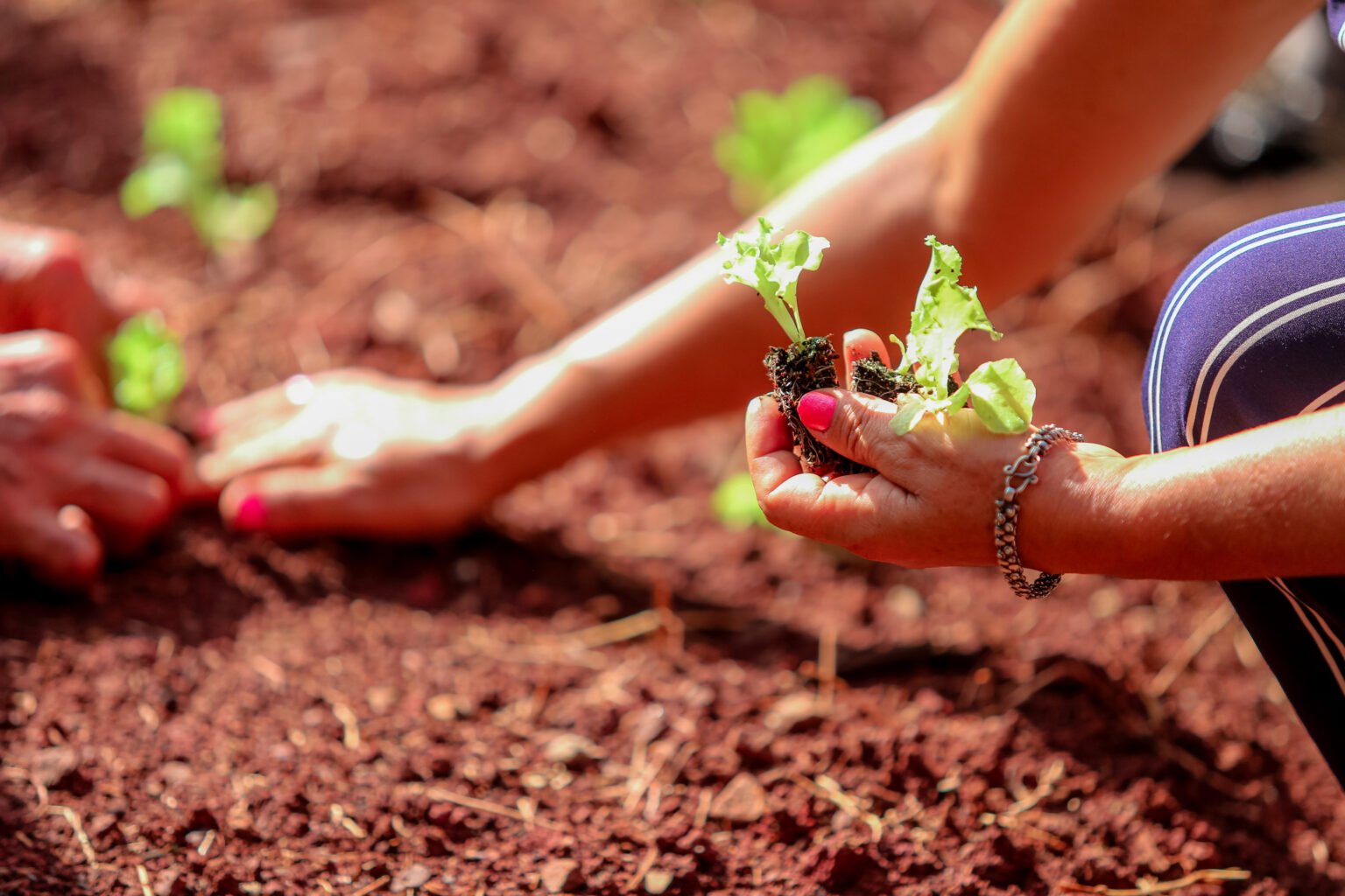 A horta terapêutica proporciona o contato com a natureza e auxilia o gerenciamento da ansiedade e a promoção da autonomia (Crédito: Rafael Macri/PMM)