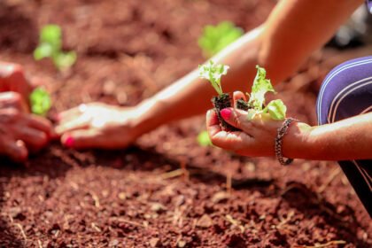 A horta terapêutica proporciona o contato com a natureza e auxilia o gerenciamento da ansiedade e a promoção da autonomia (Crédito: Rafael Macri/PMM)