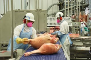 Paraná alcança maior participação da história na produção nacional de suínos