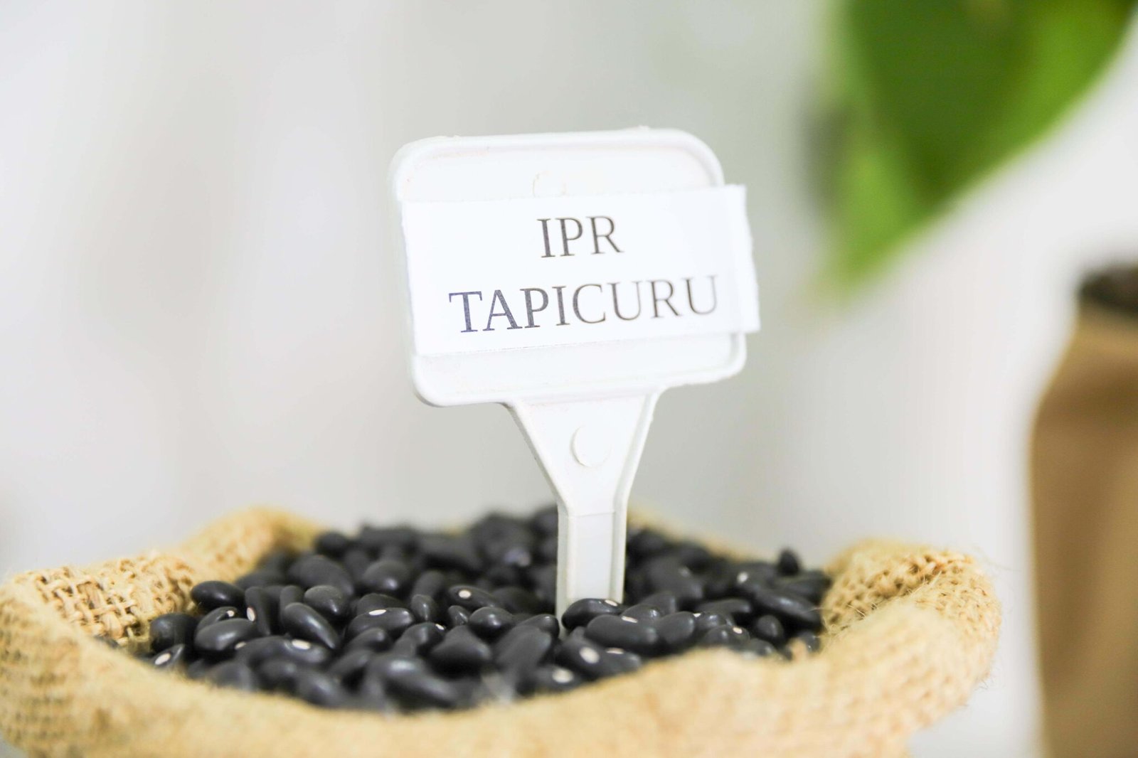 feijão IPR Tapicuru