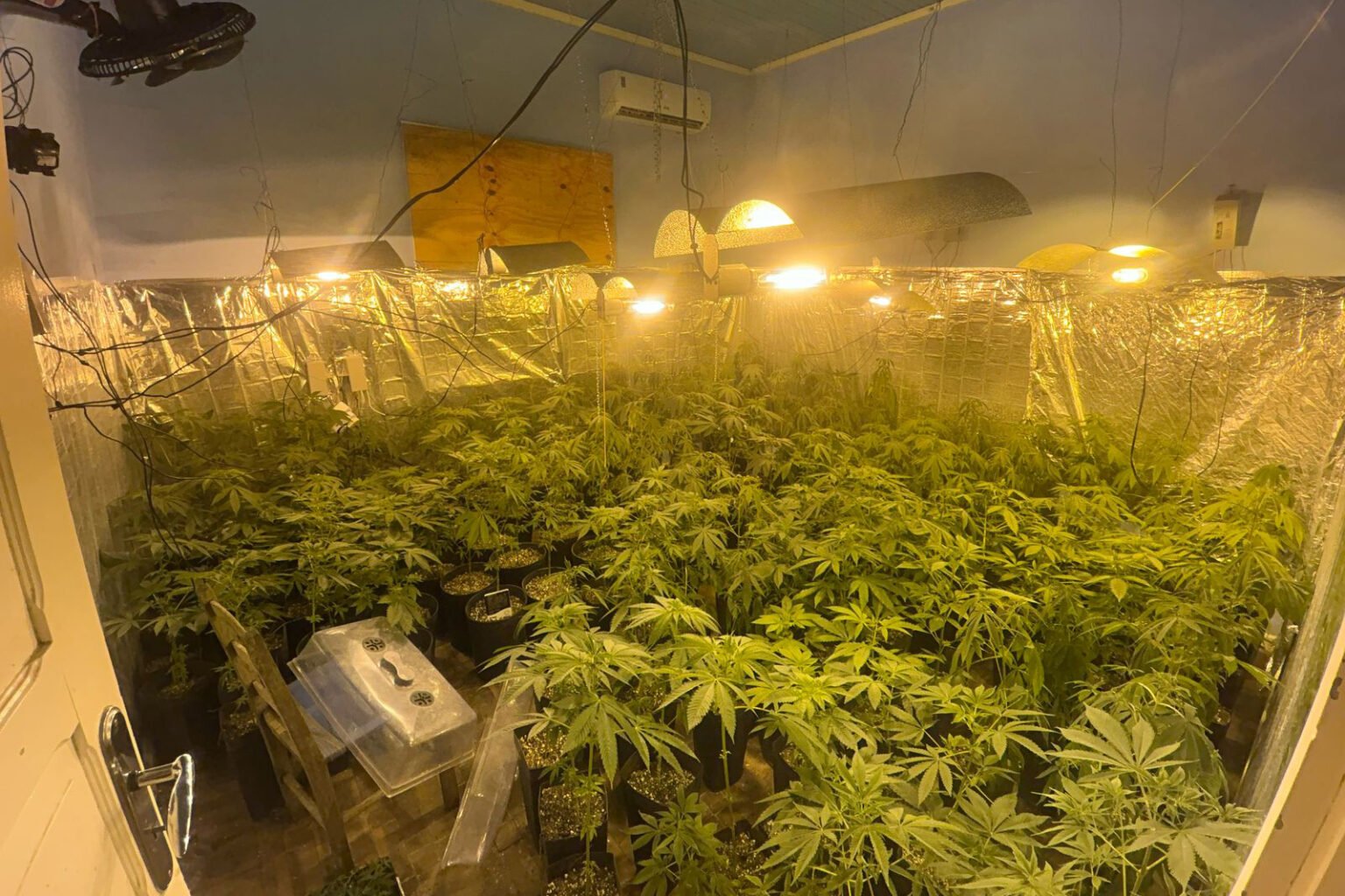 Polícia Militar localiza estufa com 415 pés de maconha em Campo Largo