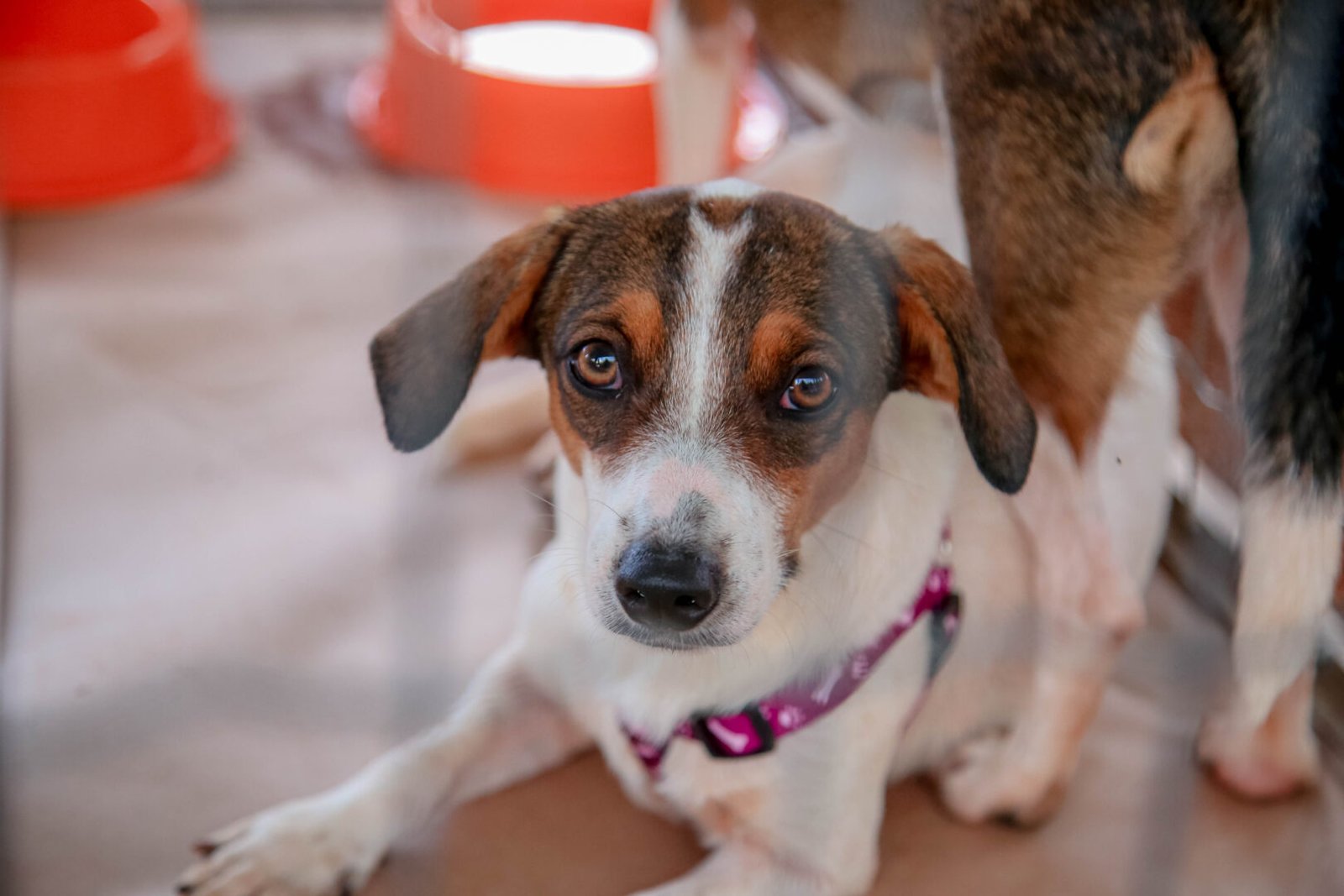 Proteção e Bem-Estar Animal