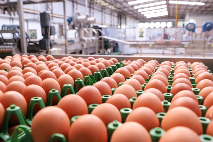 202 milhões de dúzias: produção de ovos para consumo cresce 5,7% no Paraná em 2024
