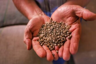 Paraná vendeu US$ 14,2 bilhões em alimentos e bebidas no comércio global para 176 países em 2024