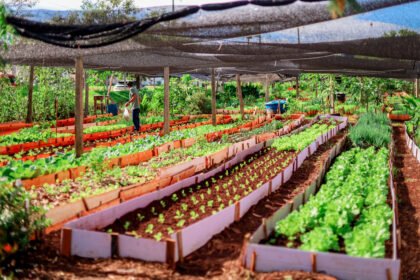 Projeto Horta Terapêutica