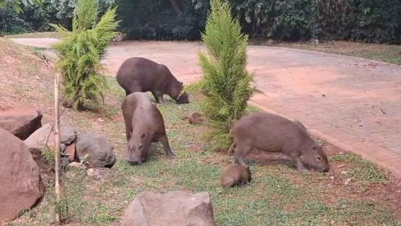 Filhotes de capivara nascem no Parque do Ingá e encantam visitantes