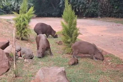 Filhotes de capivara nascem no Parque do Ingá e encantam visitantes