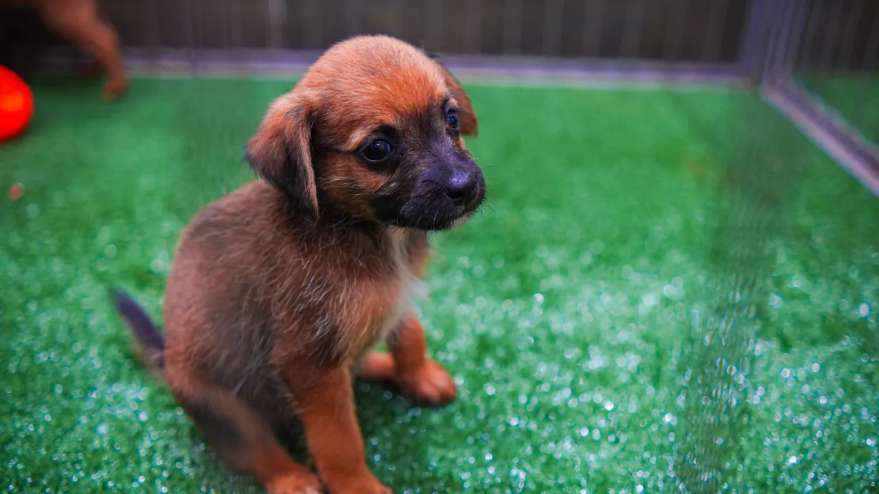 Os animais foram resgatados pelo município em situações de maus-tratos ou abandono. (Crédito: Andrey Moretti/PMM)