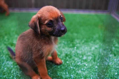 Os animais foram resgatados pelo município em situações de maus-tratos ou abandono. (Crédito: Andrey Moretti/PMM)