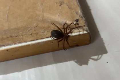Cuidados com aranhas
