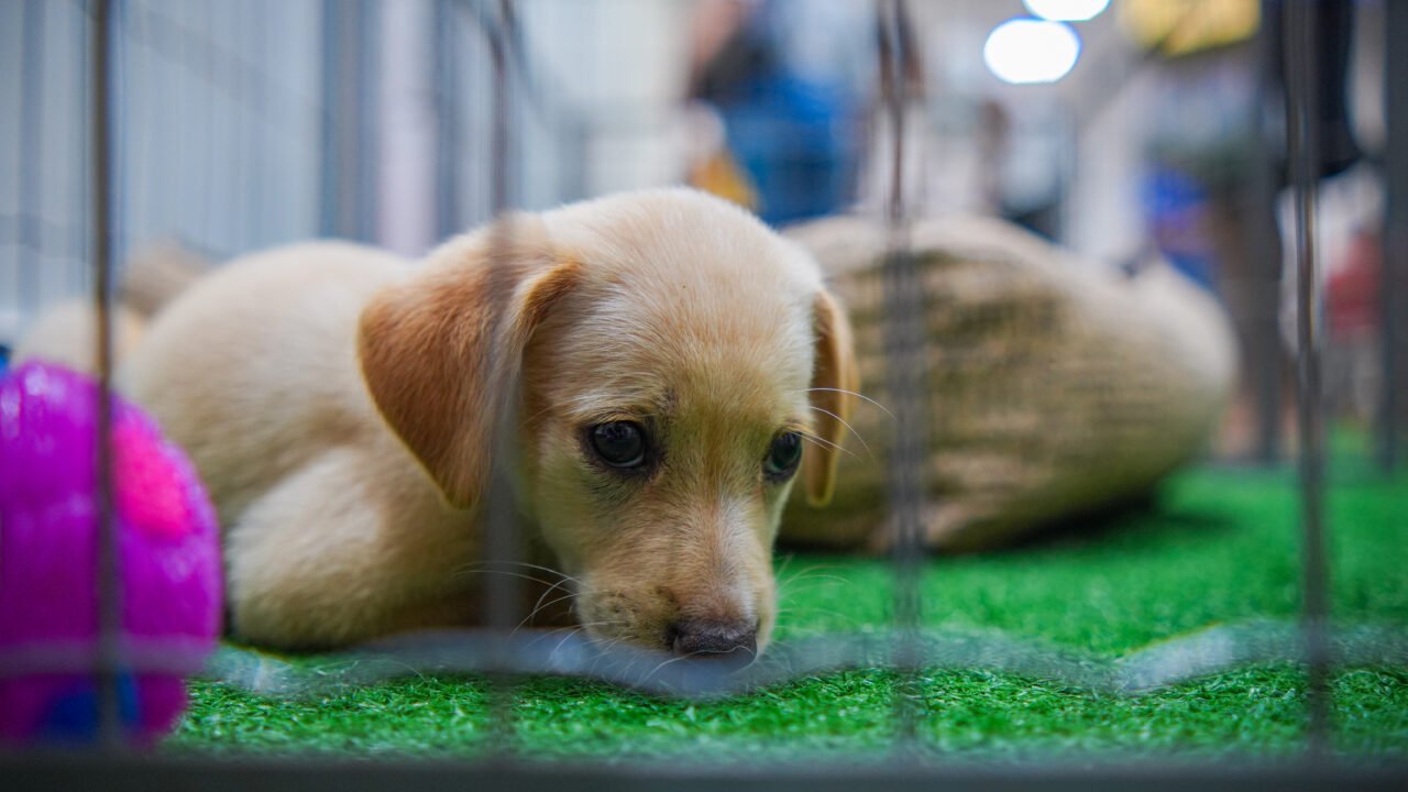 Os animais disponíveis foram resgatados pelo município após situações de abandono e maus-tratos e aguardam por um novo lar. (Crédito: Arquivo/PMM)