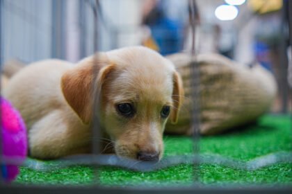 Os animais disponíveis foram resgatados pelo município após situações de abandono e maus-tratos e aguardam por um novo lar. (Crédito: Arquivo/PMM)