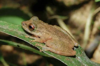 Ololygon paracatu