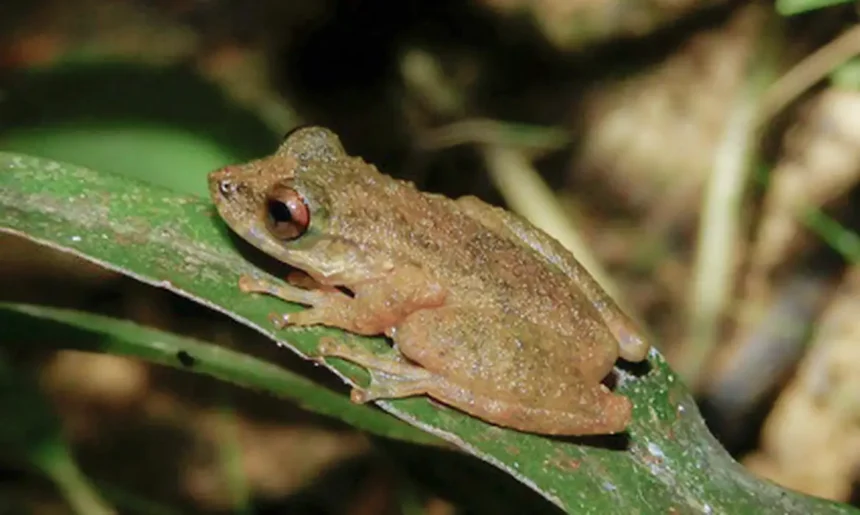 Ololygon paracatu