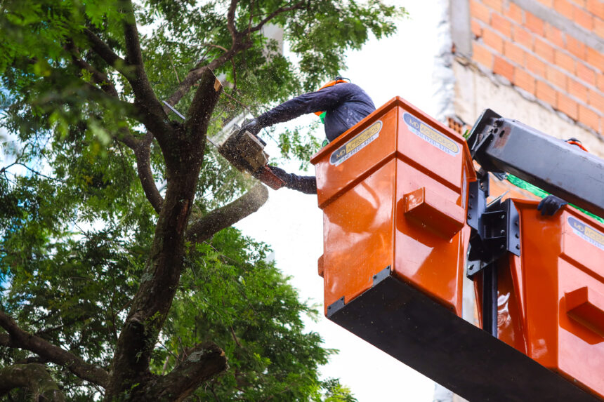 roçada e arborização