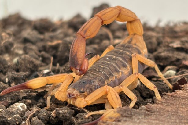 Tityus serrulatus (escorpião-amarelo), considerado o de maior relevância médica no Brasil devido à toxicidade do veneno.