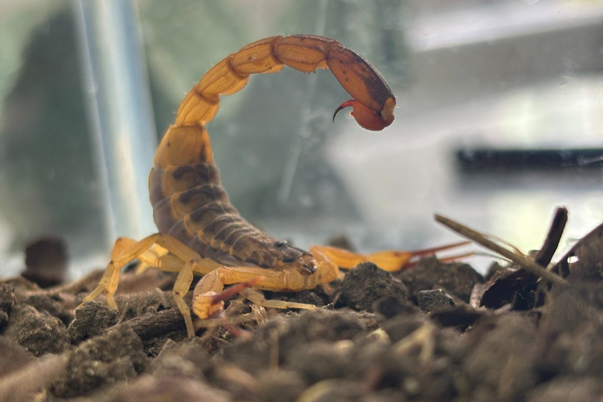 Tityus serrulatus (escorpião-amarelo), considerado o de maior relevância médica no Brasil devido à toxicidade do veneno.