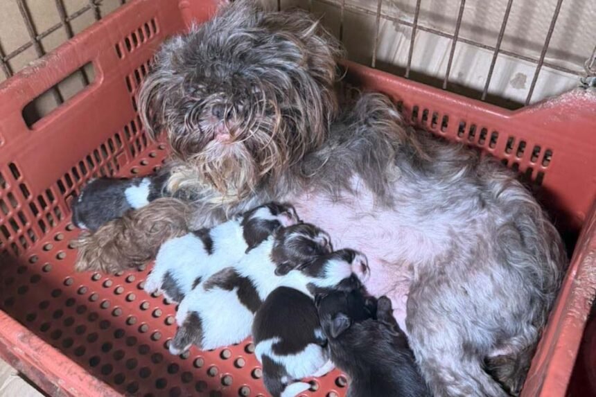 crime de maus-tratos a animais