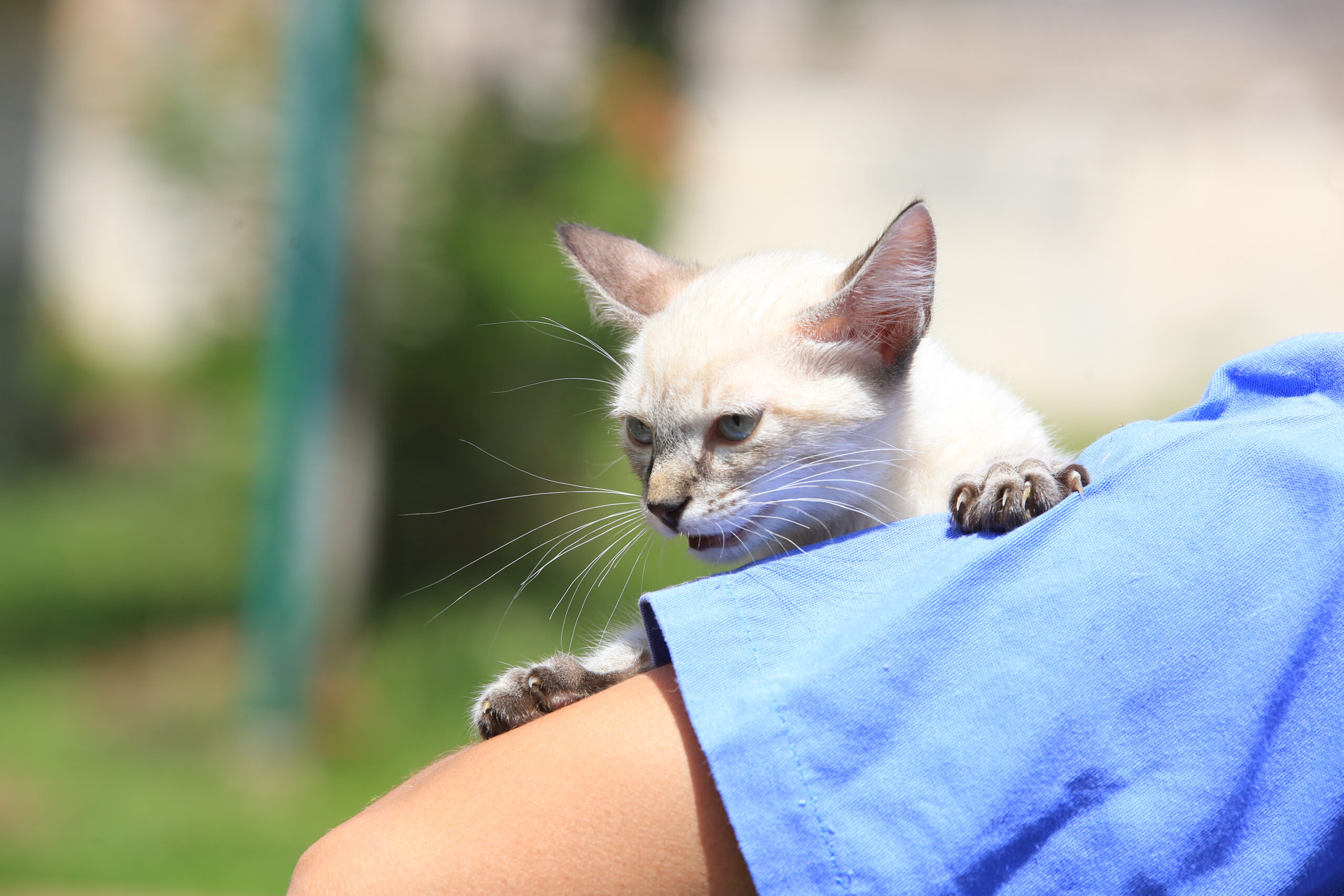 gato