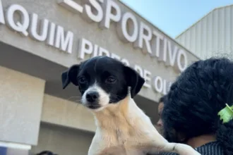 Programa CastraPet