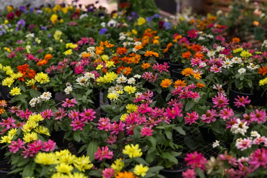 Festas da Flores