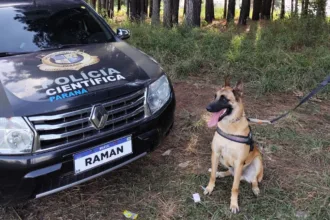 Raman, cachorro da raça pastor-belga