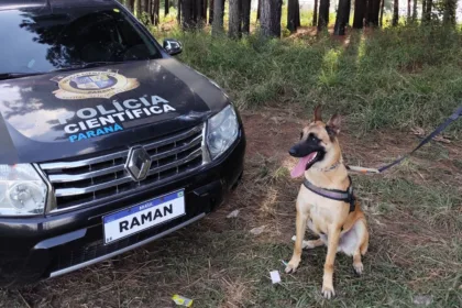 Raman, cachorro da raça pastor-belga
