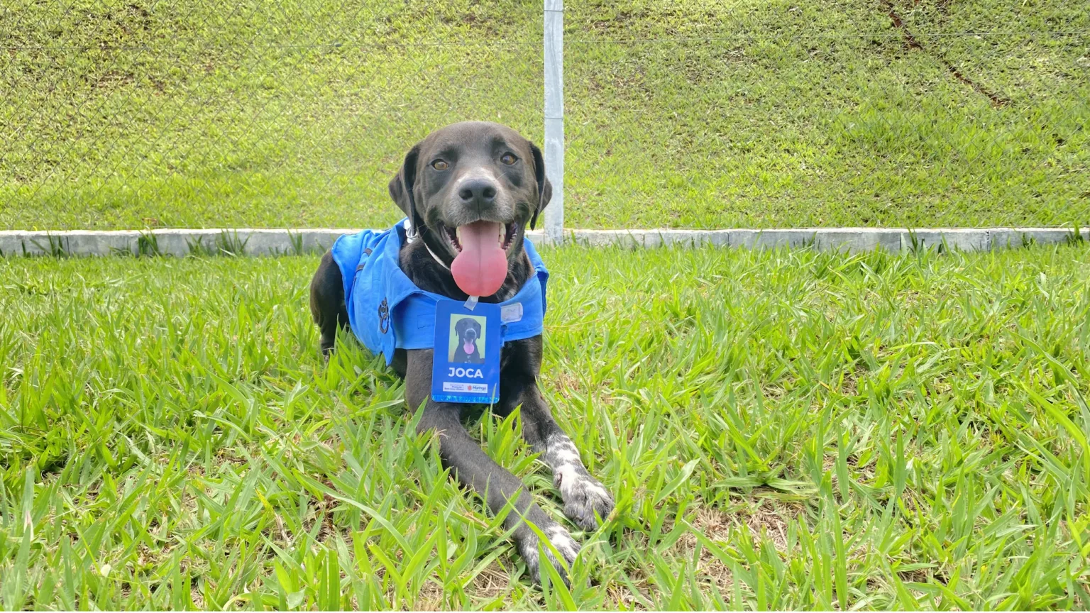 Abril Laranja: Blitz educativa nesta sexta-feira, 24, conscientizará maringaenses contra maus-tratos a animais
