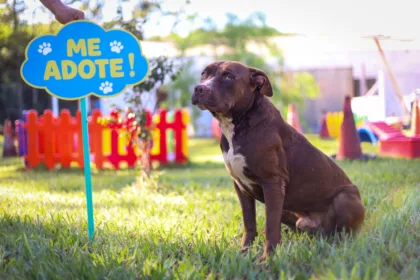 feira de adoção de animais