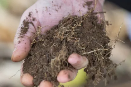 manejo sustentável dos solos