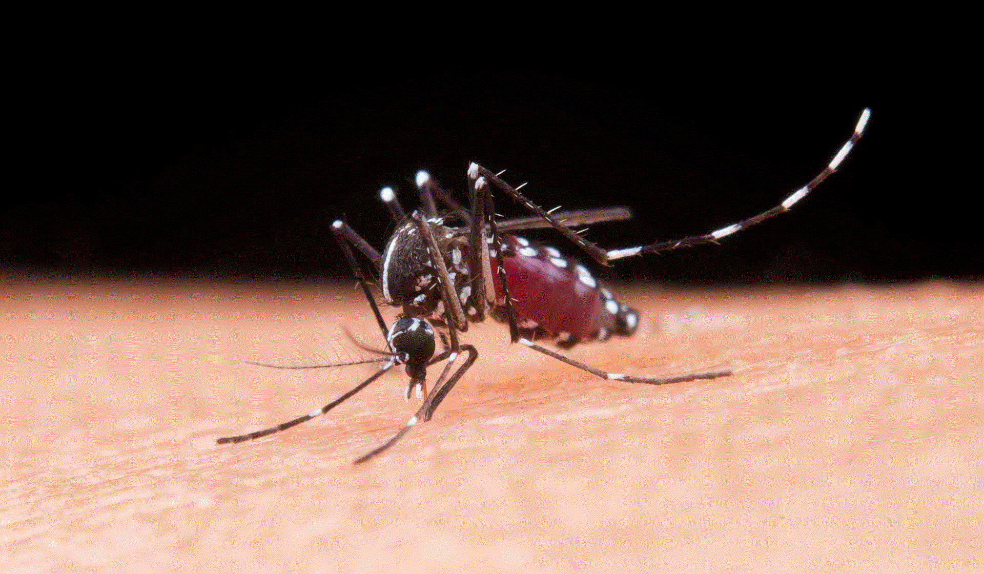 Boletim Epidemiológico da Dengue