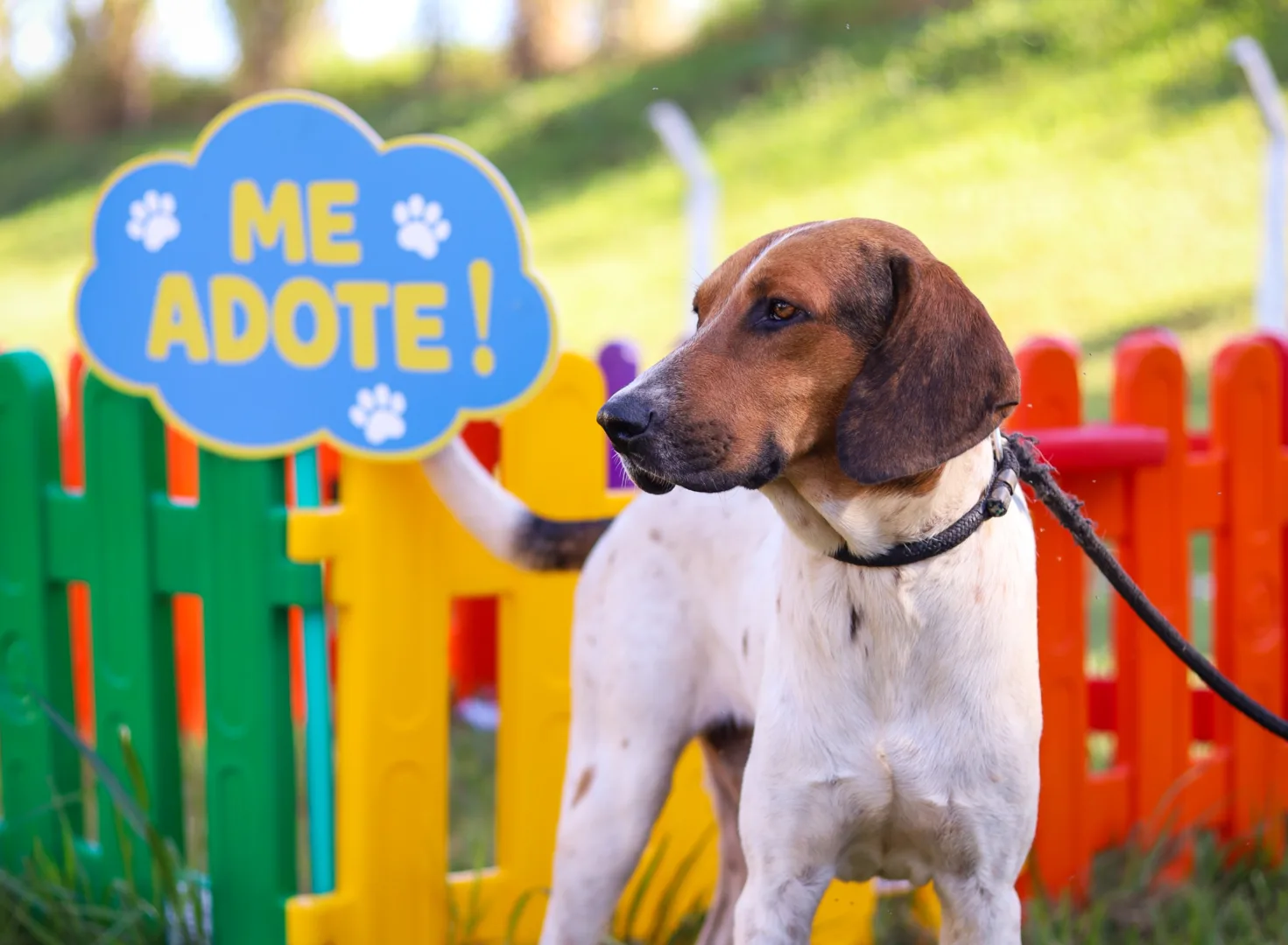feirinha de adoção de cães
