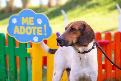 feirinha de adoção de cães