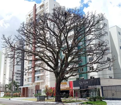 Cedro na Avenida São Paulo