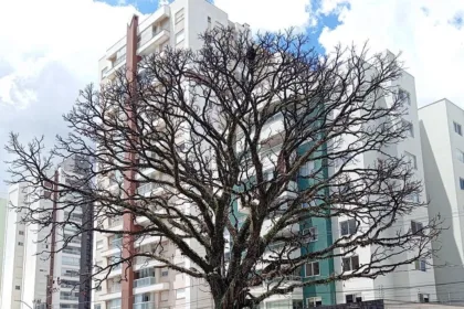 Cedro na Avenida São Paulo