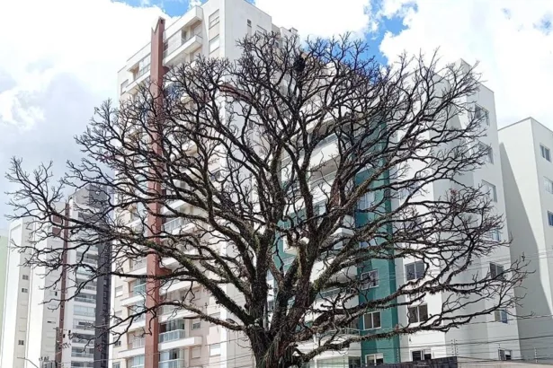 Cedro na Avenida São Paulo