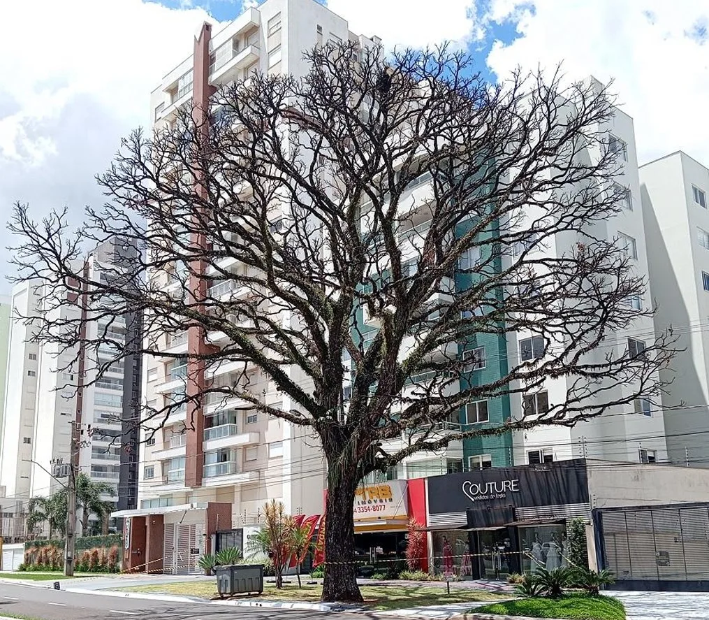 Cedro na Avenida São Paulo