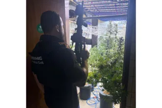 PCPR localiza laboratório de cultivo de maconha em Curitiba e prende três pessoas