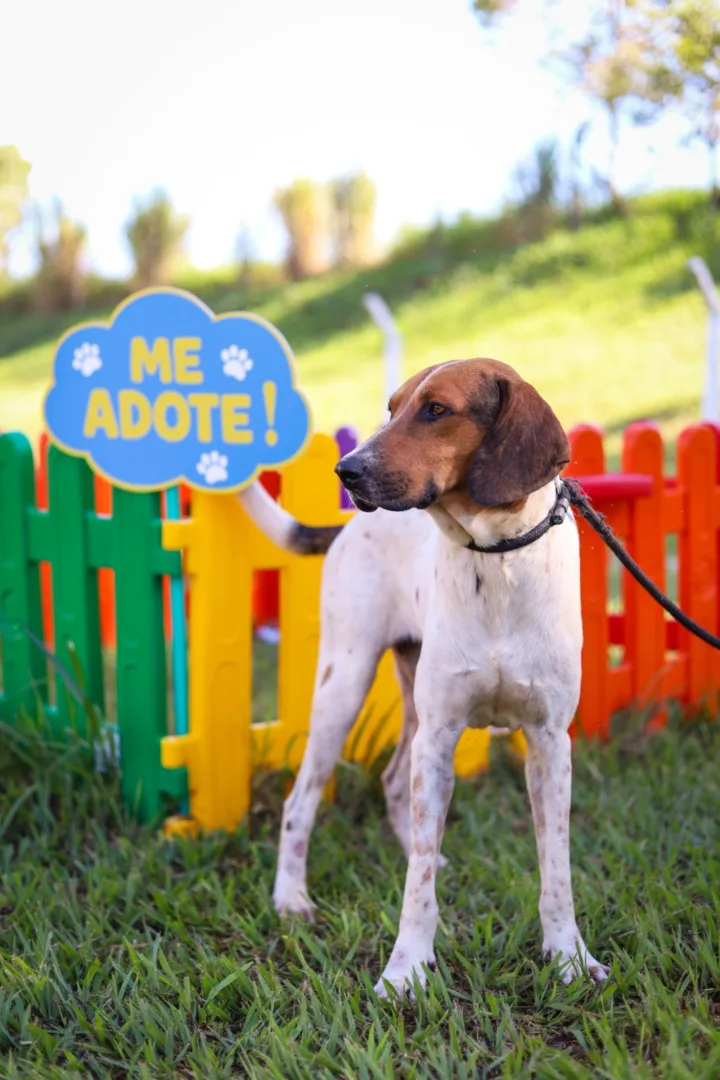 feirinha temática de adoção de cães