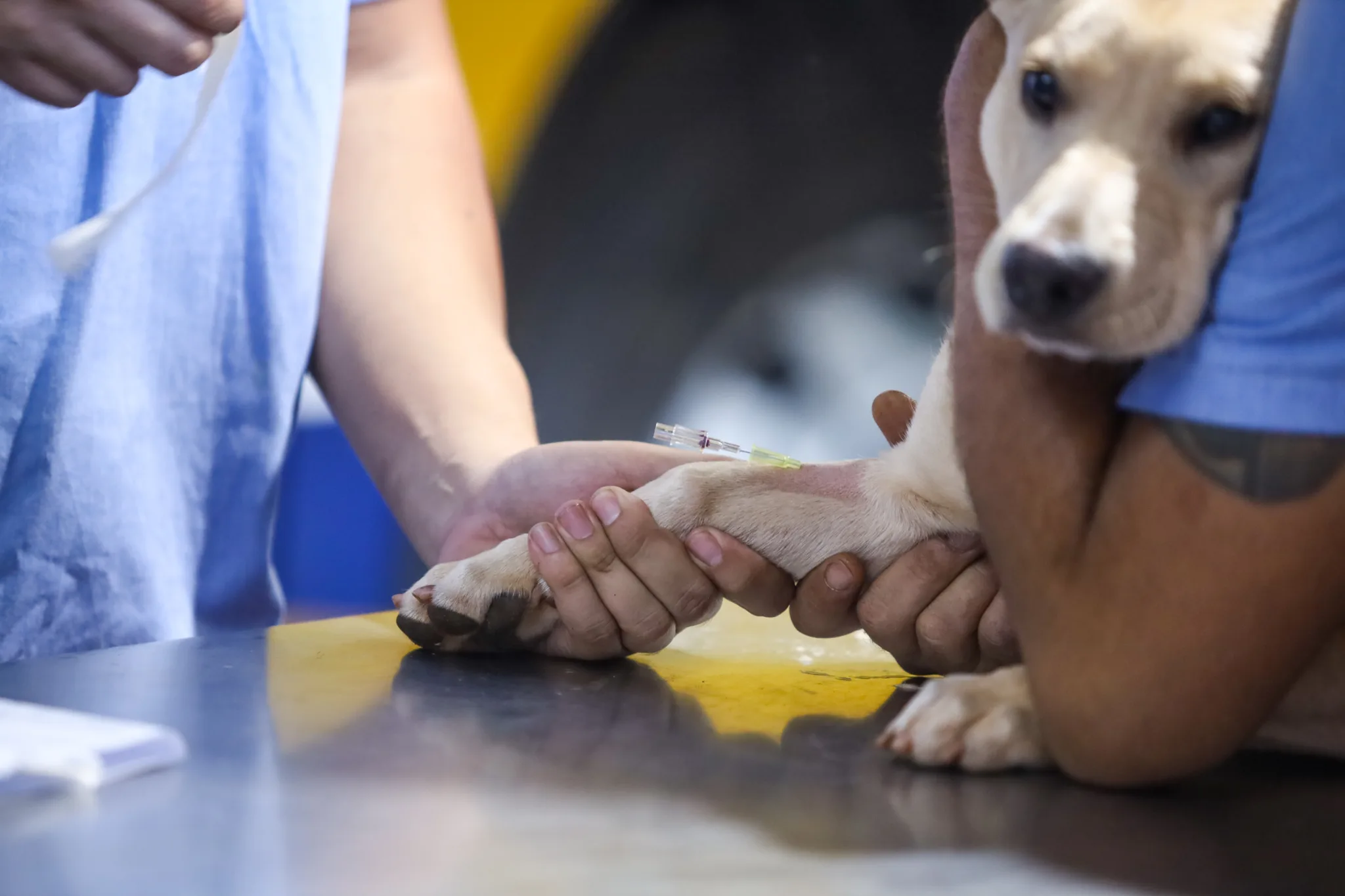 Prefeitura de Maringá investe R$ 2 milhões em clínica veterinária para ampliar atendimentos e plantões