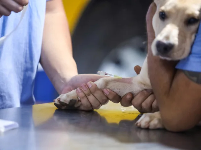 Prefeitura de Maringá investe R$ 2 milhões em clínica veterinária para ampliar atendimentos e plantões