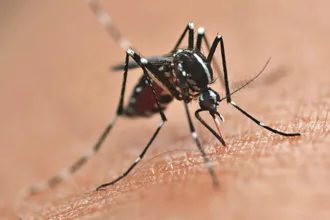 mosquito Aedes aegypti.