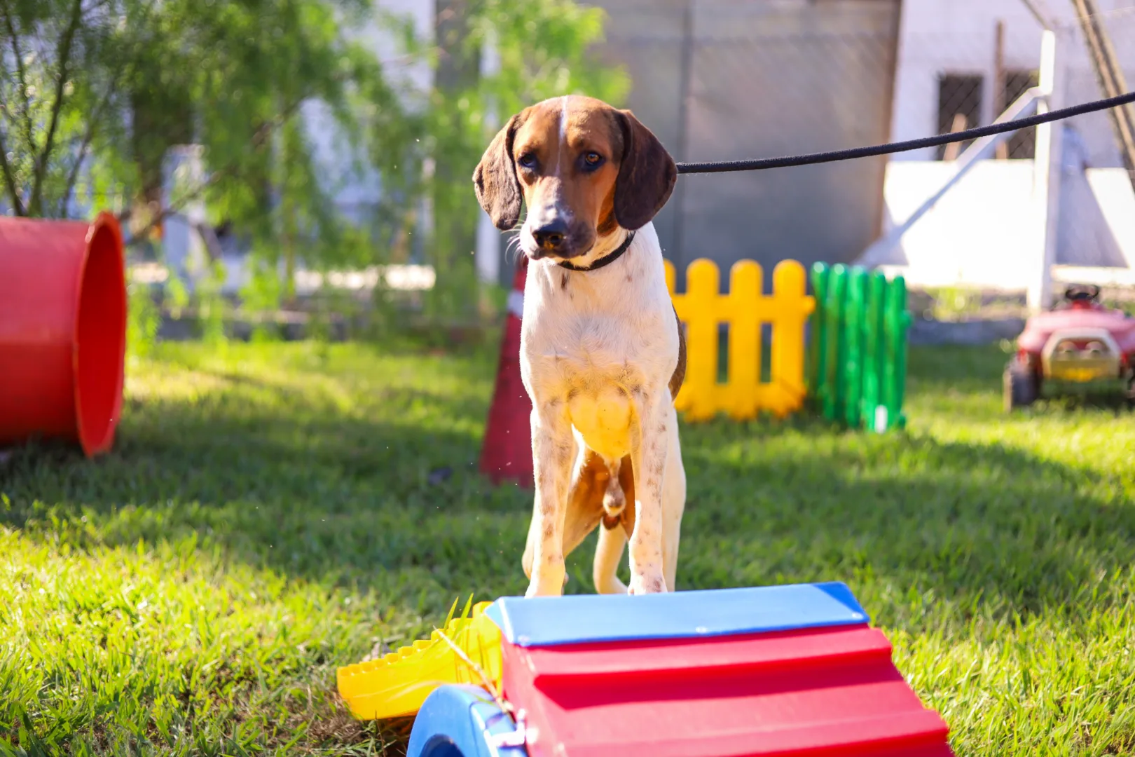 feirinha temática de adoção de cães